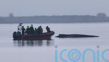 Rescuers lose hope for humpback whale stranded in Baltic Sea
