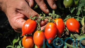 Discovering the tomato with a much longer shelf life