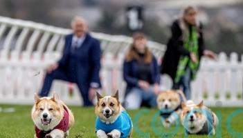 Quick off the bark: Hot dog treat spurs Islay to victory in corgi derby