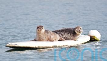 Statue would be &lsquo;seal of approval&rsquo; for Dungarvan&rsquo;s famous surfers