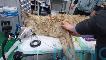 Hairy moments as escaped wolf returned to zoo in South Korea