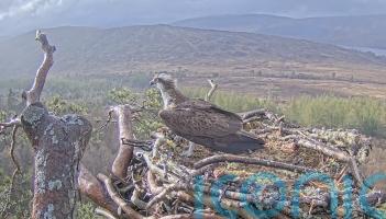 Osprey Louis returns to nest in time to woo mate away from toy boy rival
