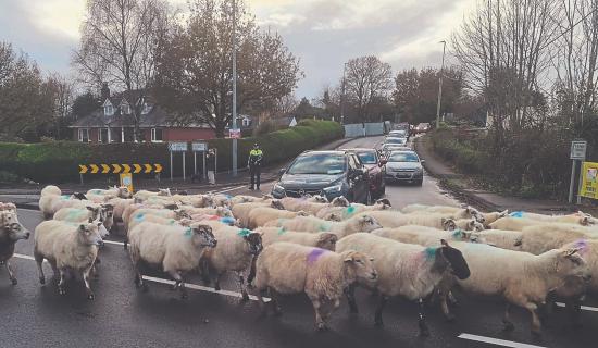 Ewe got this! Limerick gardai direct a flock of sheep instead of traffic
