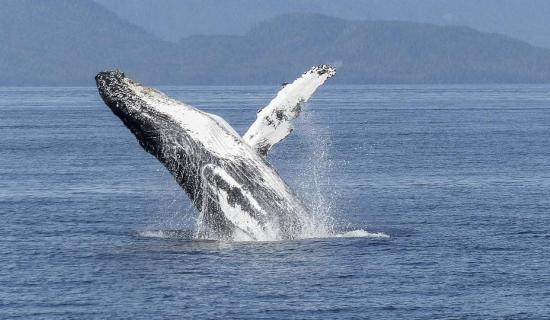 Irish Whale and Dolphin Group roadshow coming to Letterkenny