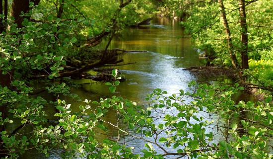 Searches scheduled following reports of individual entering river in Kildare