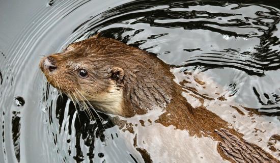 Kildare Wildlife Rescue releases new appeal for this specific item