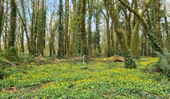 Join together for Parkinson's Ireland walk in this Tipperary town