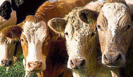 Tipperary Tipperary Tipperary 