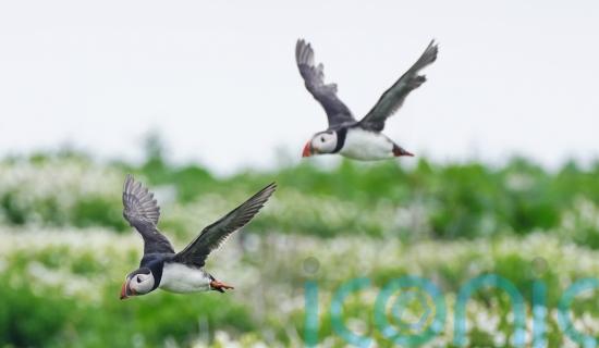 Puffin numbers down by almost a quarter on Farne Islands, annual survey shows