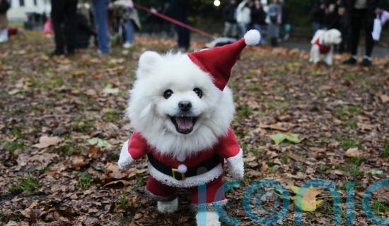 Deck the paws: Dozens of dogs don Christmas jumpers for parade