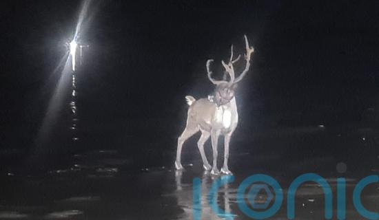 Runaway reindeer sparks huge emergency operation