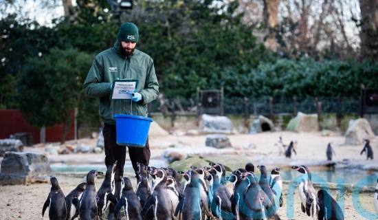 London Zoo celebrates bicentenary with annual stocktake