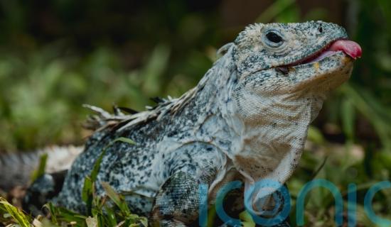 Psychedelic spiders, wild tulips and funky fish: species to watch in 2026