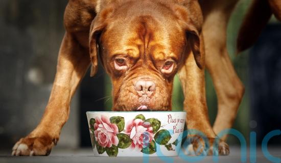 Scientists calculate true carbon footprint of premium dog foods