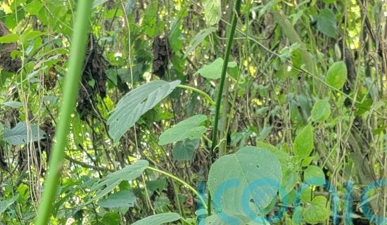 Rare twins born to mountain gorilla family in Virunga National Park
