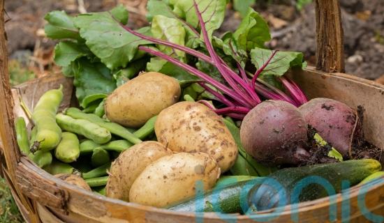 Plan ahead for grow-your-own veg all year round