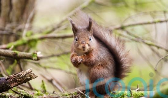 Campaign launched for endangered red squirrels to get emoji