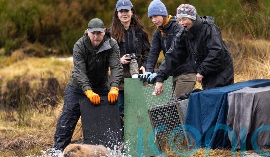 More beavers released in Highland glen in &lsquo;wildlife success story&rsquo;