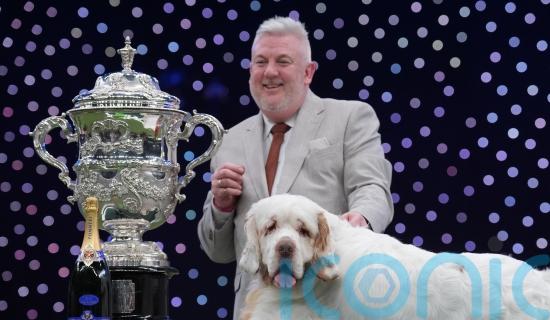 Clumber spaniel named Bruin crowned best in show at Crufts