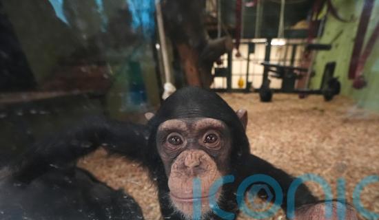 Safari park announces arrival of two chimpanzees