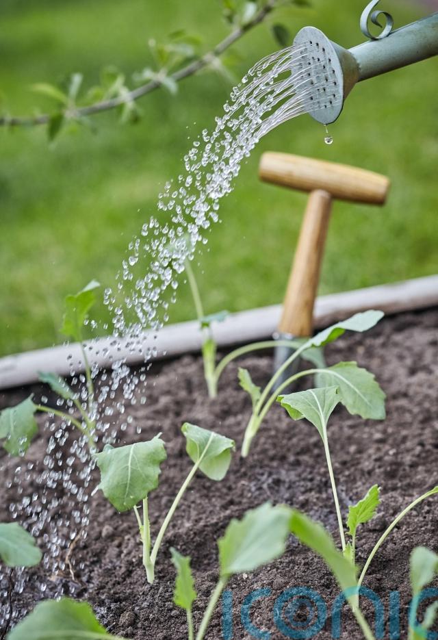 Which plants need watering most in summer? Ireland Live