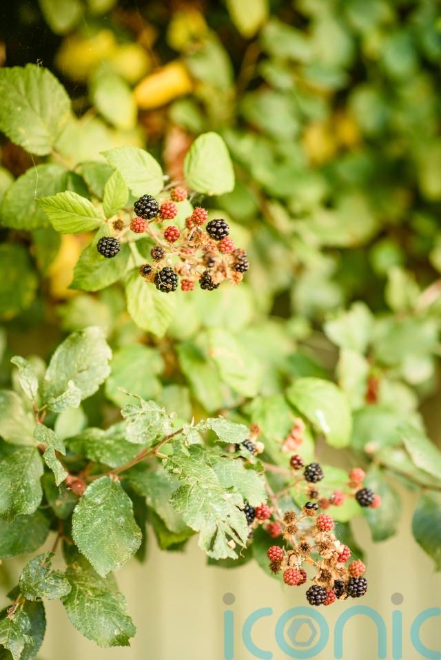 Why have the birds disappeared from my garden? Ireland Live