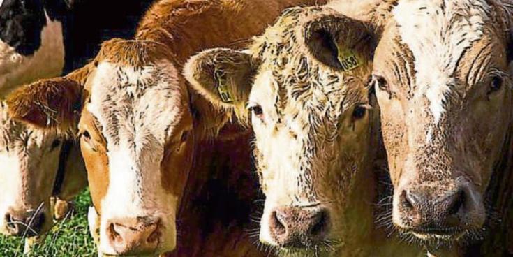 EDITORIAL: EU-Mercosur trade deal will threaten farms in Tipperary