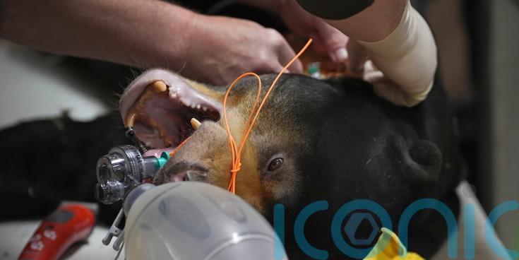 Sun bear undergoes procedure to remove cysts in bid to protect future of species