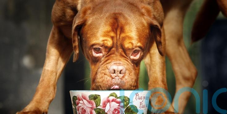 Scientists calculate true carbon footprint of premium dog foods