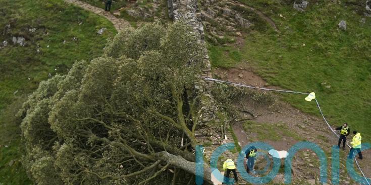 Sycamore Gap sapling planted at eastern end of Hadrian&rsquo;s Wall