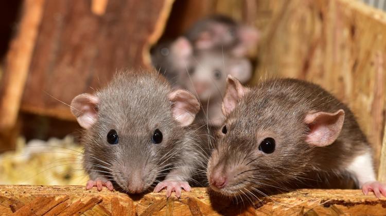 ALERT: Warning amid spike in rats in Irish homes over Christmas and New Year