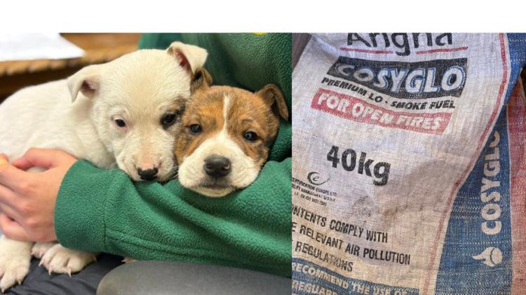 'This is inhumane': Huge anger after two puppies are left in coal bag on busy Leitrim road