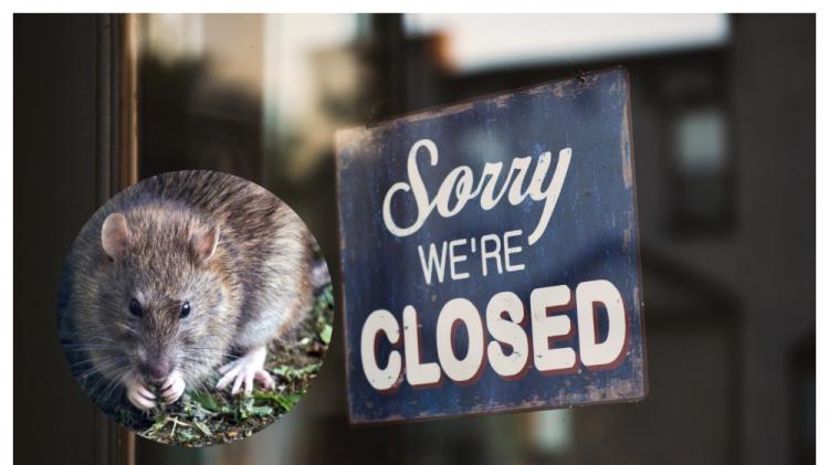 'No excuse' - Rat infestations found as four food businesses forced to close in January