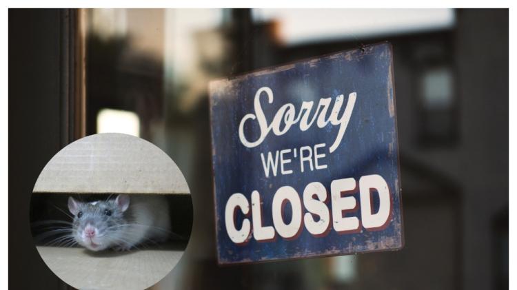 'Rat droppings found on food' - Three food businesses forced to close doors in February