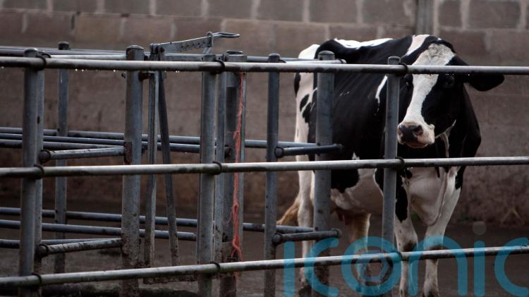 Bluetongue restrictions in Northern Ireland will be relaxed from Friday