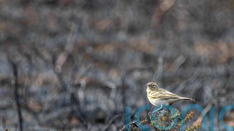 Wildlife hit hard by drought, fires and heat as extremes become &lsquo;new normal&rsquo;