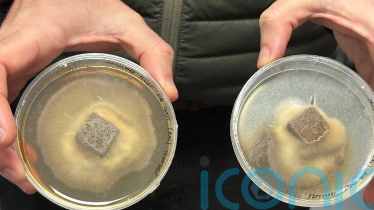 Mushroom pellets use fungi &lsquo;superpowers&rsquo; to restore forests around world