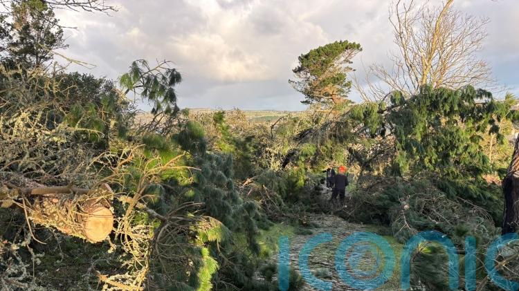 More than 80 trees brought down by Storm Goretti on tidal island
