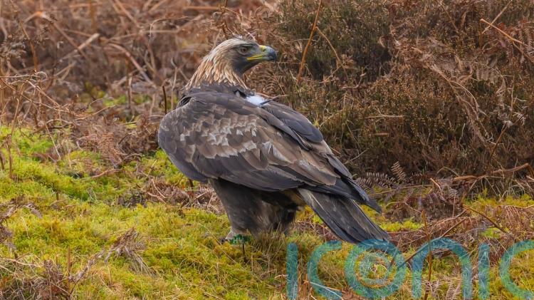 Police investigate after golden eagle found with shotgun injuries