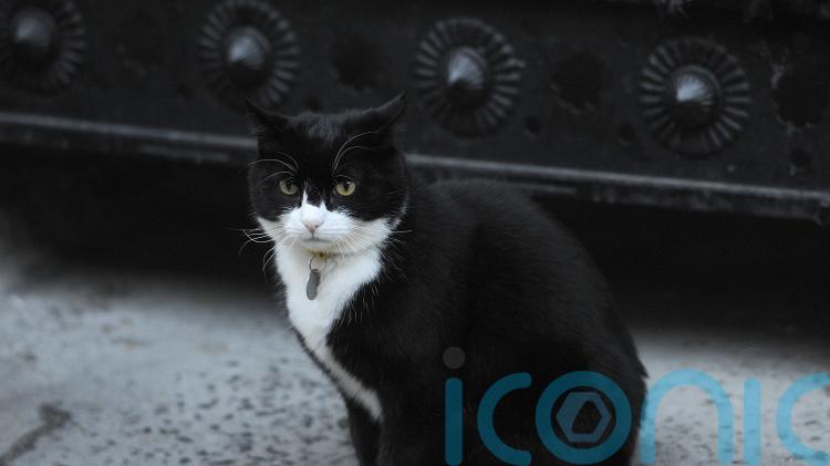 Former Foreign Office chief mouser Palmerston dies in Bermuda