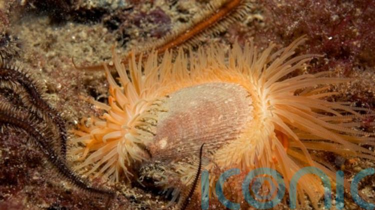 Shellfish population recovers after Highland loch given protected status