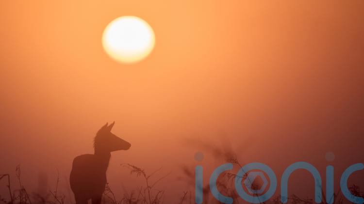Saharan dust to bring colourful sunsets and &lsquo;blood rain&rsquo; to UK