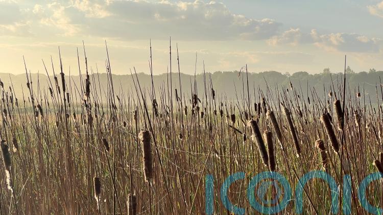 Bird numbers boosted on wetland farming sites, study finds