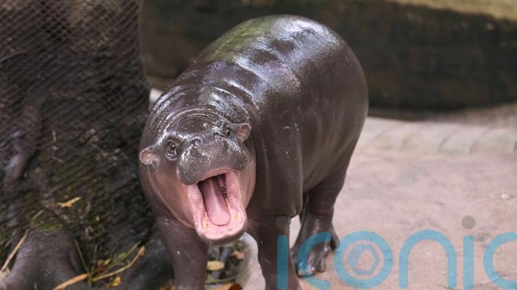 Man arrested after climbing into pygmy hippo Moo Deng&rsquo;s enclosure at Thai zoo