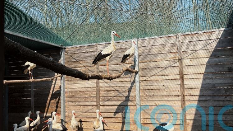 A&E for injured wild birds opens at Warsaw Zoo in Poland