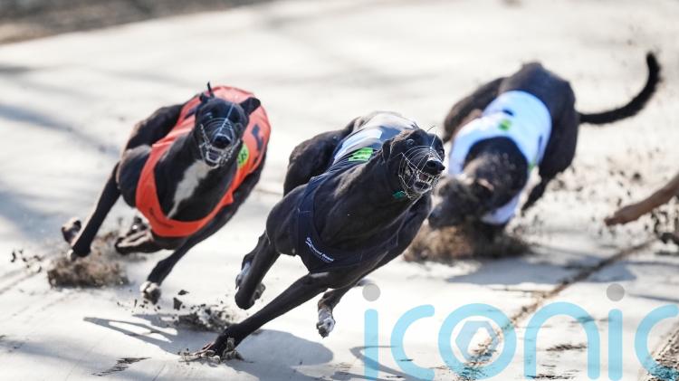 Holyrood to vote on ending greyhound racing a day after Wales passes ban