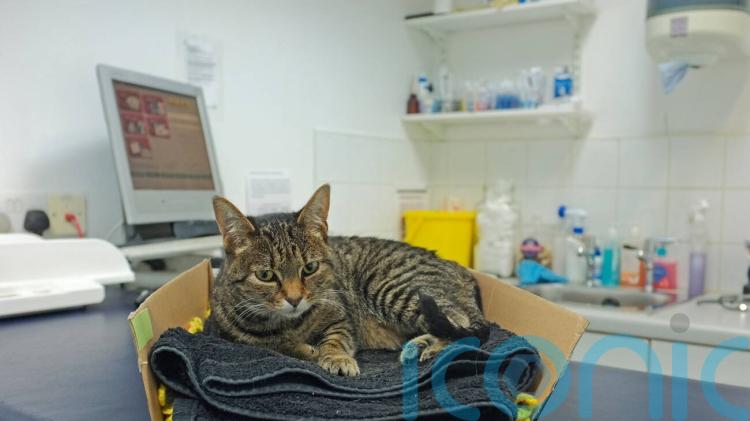 Vets to be legally required to publish price lists and cap prescription fees