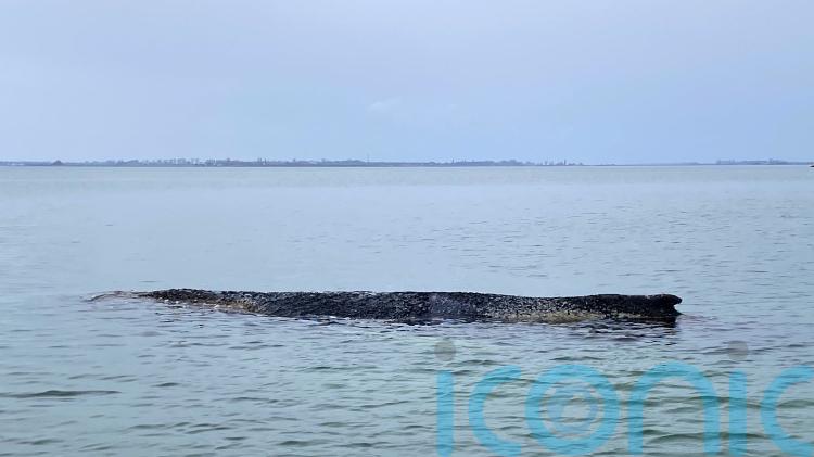 Humpback whale freed by rescuers in Baltic Sea has become stranded again