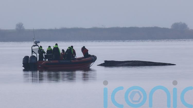 Rescuers lose hope for humpback whale stranded in Baltic Sea