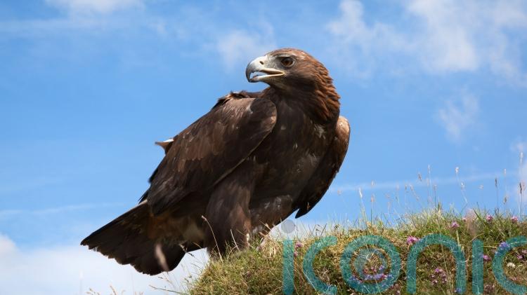 Golden eagles could be reintroduced to England with new funding, ministers say